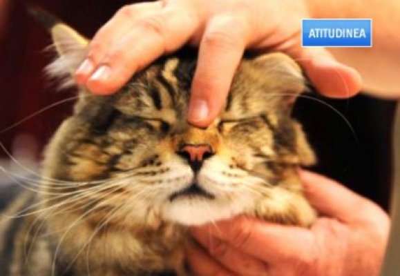 Iubitori bolnavi de animale: o tânără din Constanţa lăsată de părinţi fără pisici e sfătuită să fugă de acasă